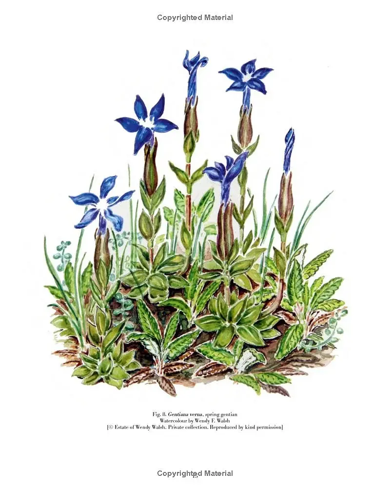 Drawn from Nature: The Flowering of Irish Botanical Art - фото 9