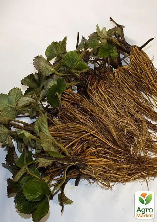 Саджанець Agro-Market Полуниця Гігант джорнея (середньо-ранній термін дозрівання, високоврожайний сорт) 5 шт. в пакуванні (37309) - фото 3