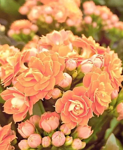 Саджанець Agro-Market Каланхое Блоссфельда Coral (Kalanchoe Blossfeldiana) (168110) 1 шт. в упаковці (кімнатний) - фото 2