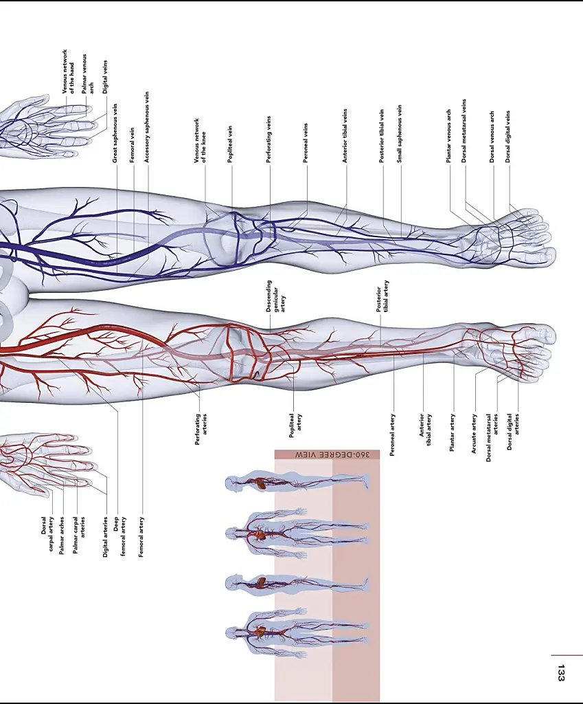 The Human Body Book - фото 9