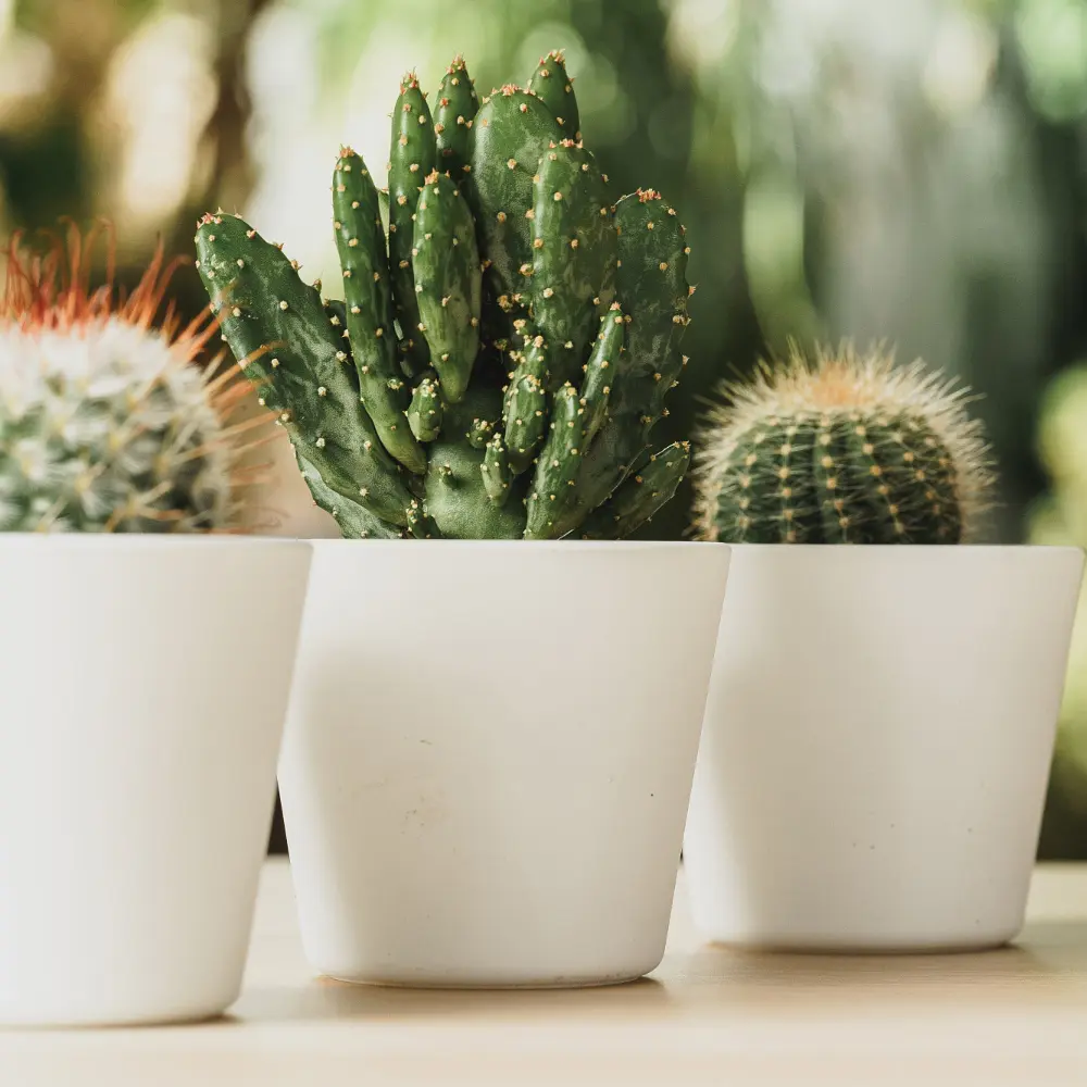 Торфосуміш COMPO CACTEA® для кактусів 5 л - фото 13