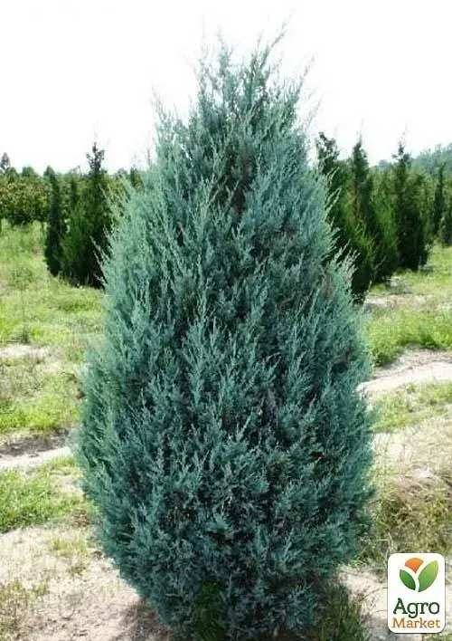 Саджанець Agro-Market Ялівець скельний 4-річний Moonglow С3 висота 55-65 см 1 шт. в упаковці (115689) - фото 3