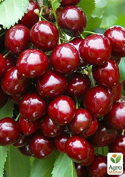Саджанець Agro-Market Черешня колоновидна рубіново-червона Червона помада (Red lipstick) (преміальний супер солодкий сорт) 1 шт. в упаковці (45974) - фото 2