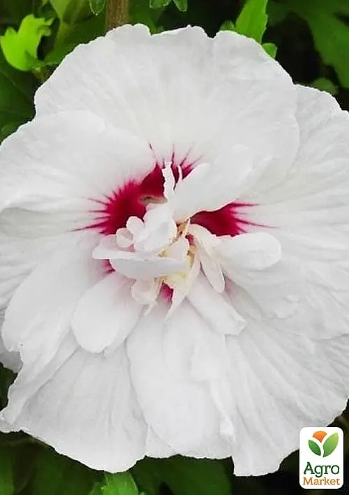 Саджанець Agro-Market Гібіскус сирійський China Chiffon С2, висота 20-40 см (181304) - фото 2