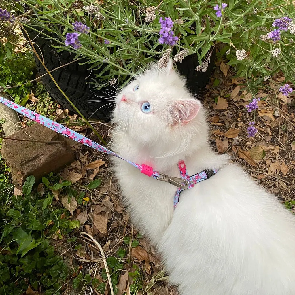 Набір для котів Шлея-повідець Max & Molly Harness Cherry Bloom 1 розмір  - фото 2