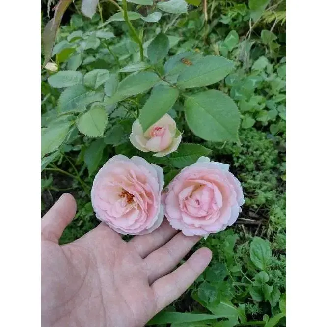 Троянда плетиста Agro-Market Eden Rose саджанець класу АА+ вищий сорт 1 шт. в упаковці (17394) - фото 4