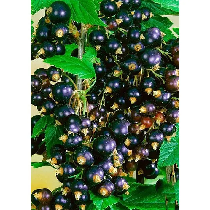 Саджанець Agro-Market Смородина чорна Гоферт (Gofert) (ранній термін дозрівання, високоврожайний сорт) 1 шт. в упаковці (44817) - фото 2