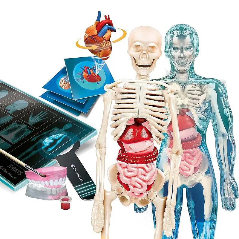 Научный набор Супер анатомия - Clementoni 50919 - фото 2