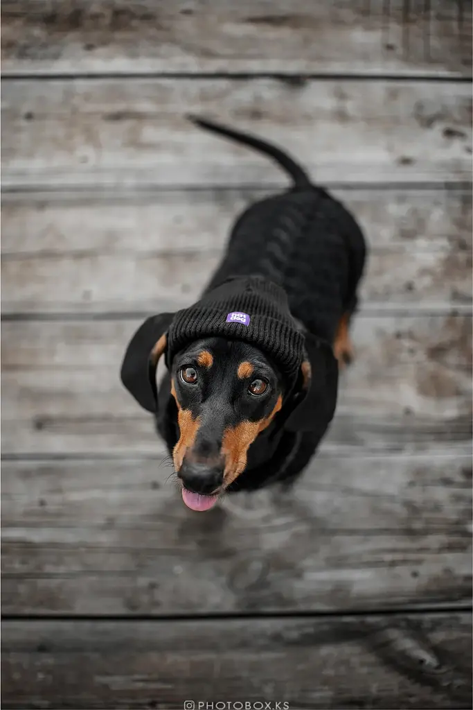 Шапка для собак Hat-Dog чорна (XL) - фото 5