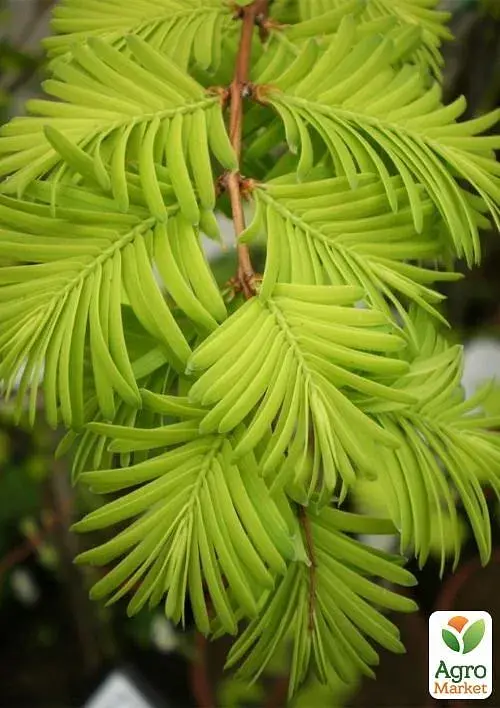 Саджанець Agro-Market Метасеквоя гліптостробусова (Metasequoia glyptostroboides) С2 висота 50-70 см 1 шт. в упаковці (152272) - фото 2