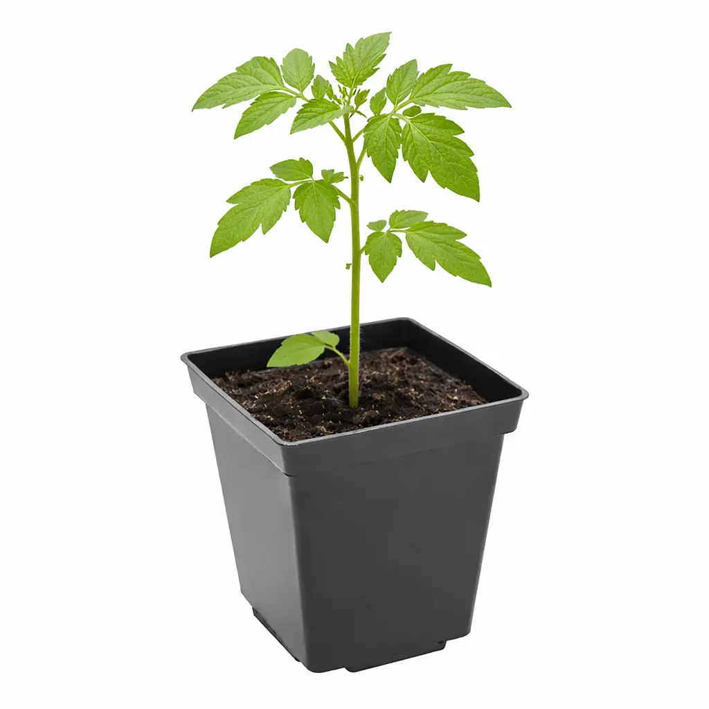 Горщик для розсади із товстою стінкою 0.5 л, набір 10 шт. Чорний 88385 - фото 3