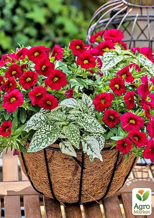 Саджанець Agro-Market Калібрахоа Calipetite Red 1 шт. в упаковці (178517) - фото 2