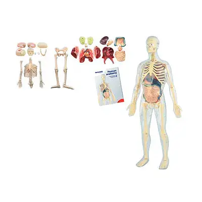 Конструктор анатомічний Miniland Анатомія людини (99060) - фото 2