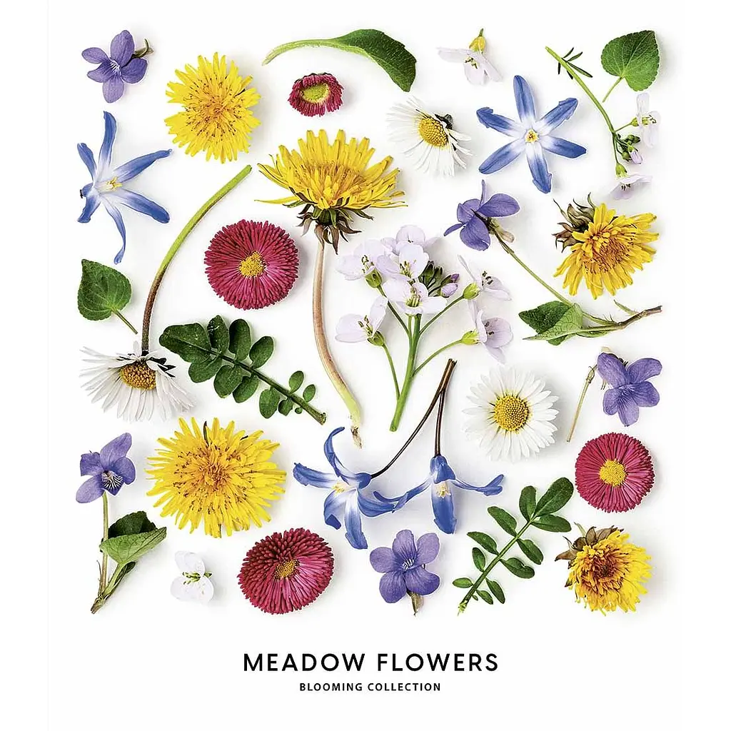 Зошит загальний Школярик Meadow flowers, в лінійку, 36 арк, УФ-лак, 20 шт. (036-3190L) - фото 4