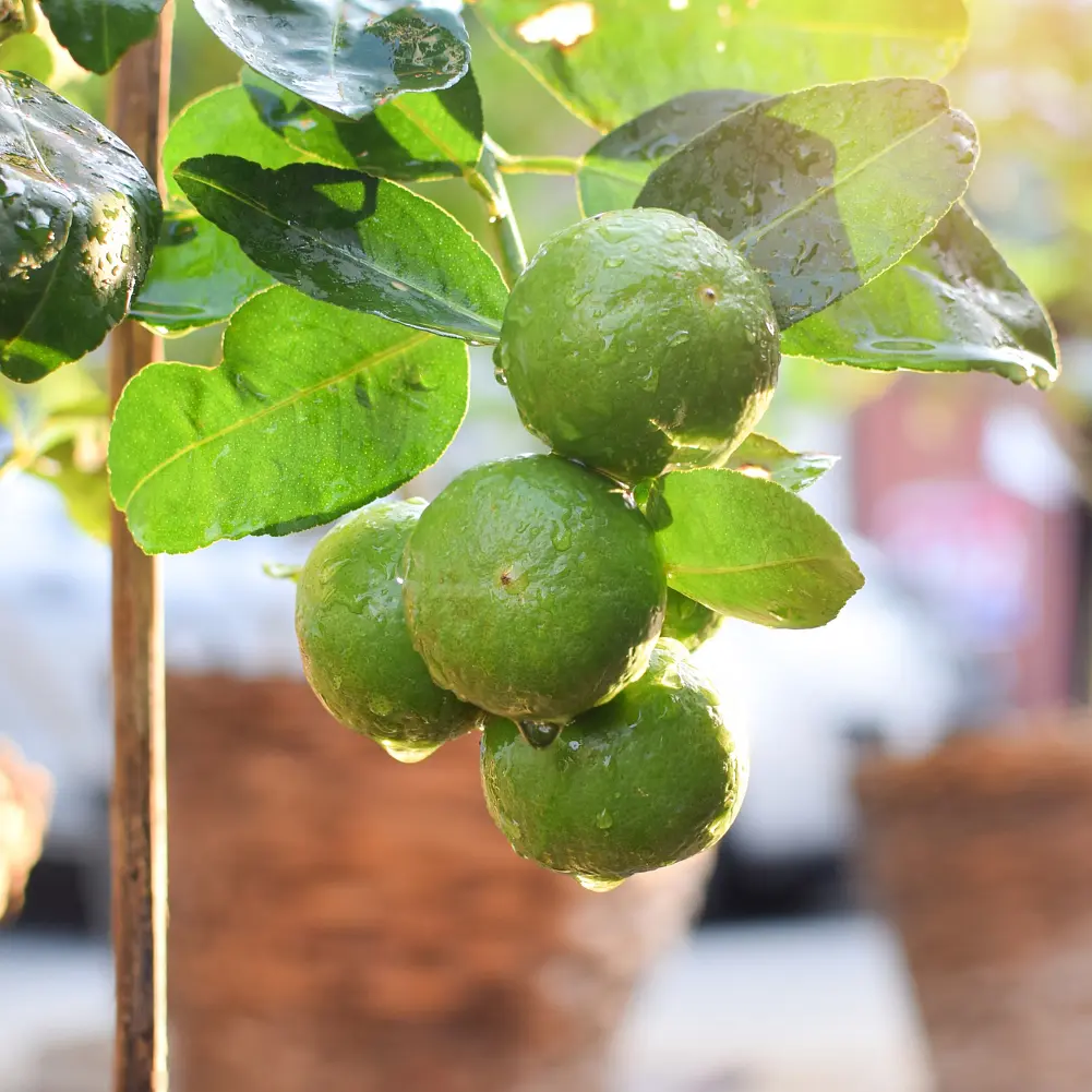 Торфосуміш для цитрусових рослин COMPO SANA® 10 л - фото 10