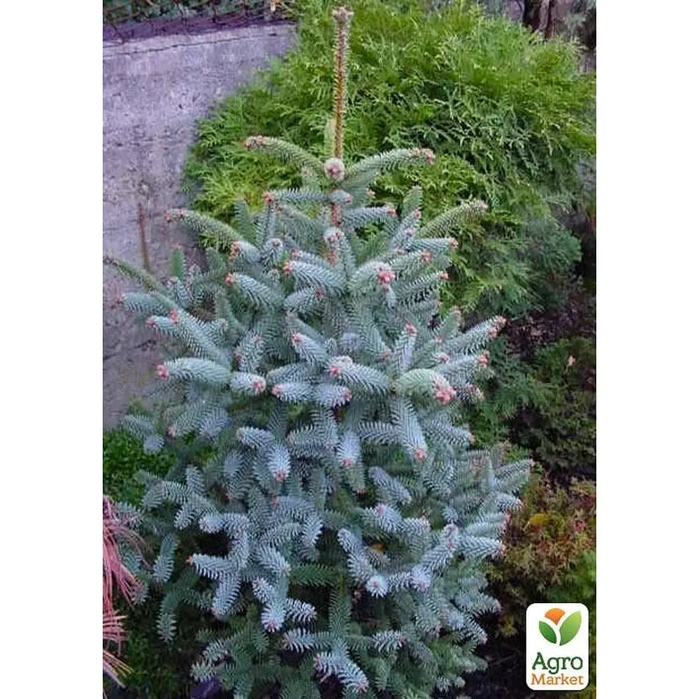Саженец Agro-Market Пихта Калифорнийская Голубая (Abies concolor glauca) горшок P9 (48740) - фото 4