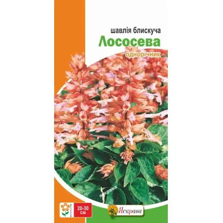Шавлія ЯСКРАВА низька блискуча Лососева (20 пачок) 0,1г