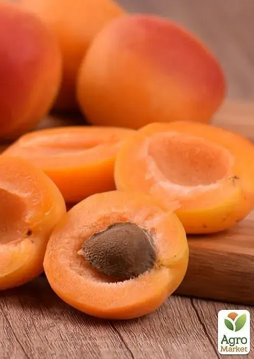 Саджанець Agro-Market Абрикос Флейвор Кот (літній сорт, пізній термін дозрівання) 1 шт. в упаковці (44000) - фото 3