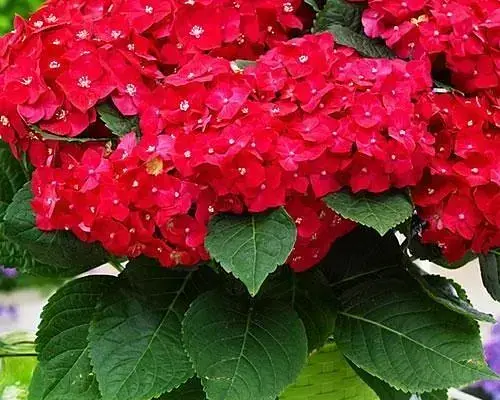 Гортензия Agro-Market Hot Red крупнолистная красно-фиолетовая 1 саженец в упаковке (45628) - фото 2