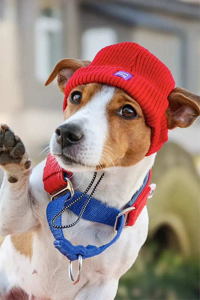Шапка для собак Hat-Dog червона (M) - фото 2