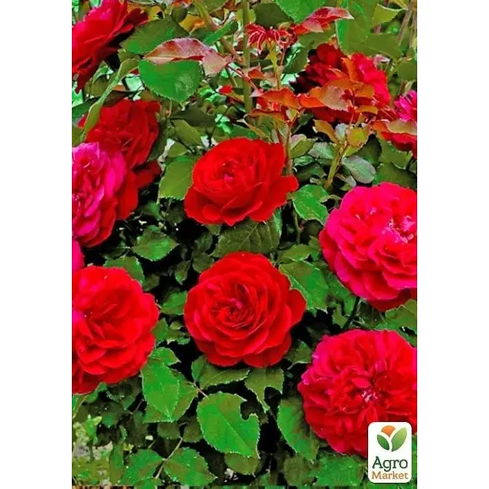 Троянда флорибунда Agro-Market Мона Ліза саджанець класу АА+ вищий сорт 1 шт. в упаковці (178173) - фото 2