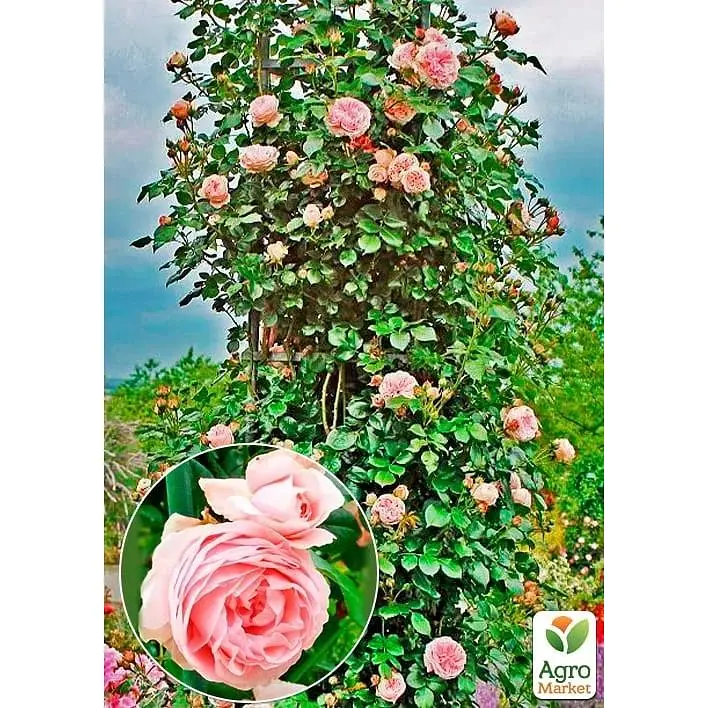 Троянда плетиста Agro-Market Джардіна саджанець класу АА+ вищий сорт 1 шт. в упаковці (178152) - фото 2