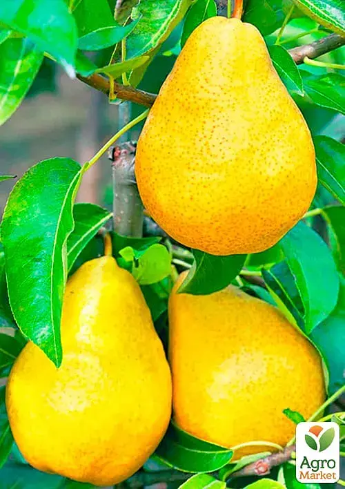 Саджанець Agro-Market Груша Абат Фетель (зимовий сорт, пізній термін дозрівання) 1 шт. в упаковці (35451) - фото 2