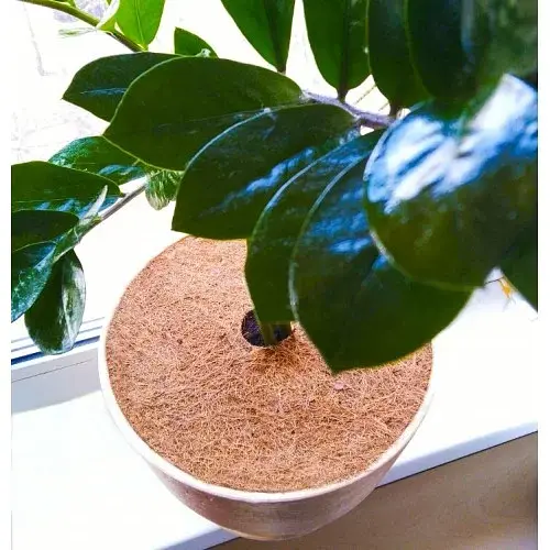 Круг кокосовый EuroCocos 19 см - фото 2