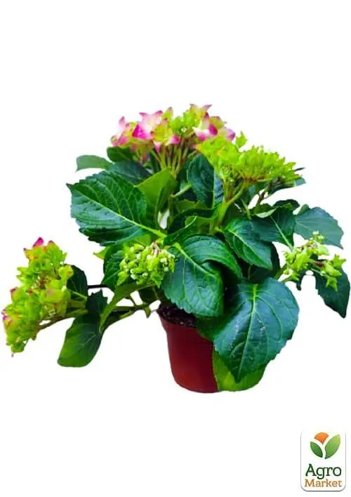 Саджанець Agro-Market LMTD Гортензія крупнолиста квітуча 2-х річна Early Rood (20-30см) (62420) - фото 2