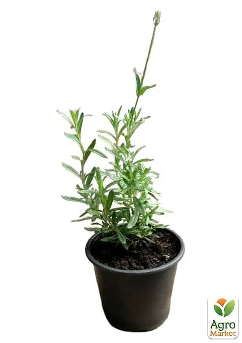 Саджанець Agro-Market Лаванда Гібридна Sentivia Early Blue (контейнер № 10, висота 10-15 см) (50371) - фото 2