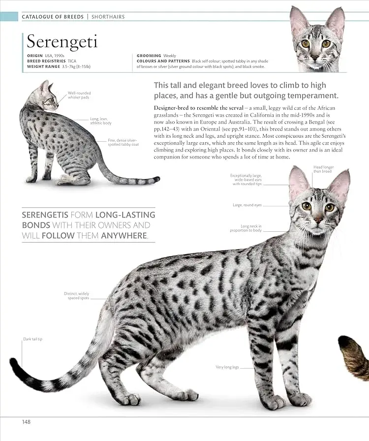 The Cat Encyclopedia - фото 12
