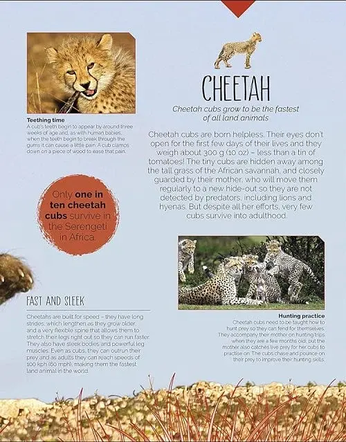 Born to be Wild. How Baby Animals Survive and Thrive - фото 3