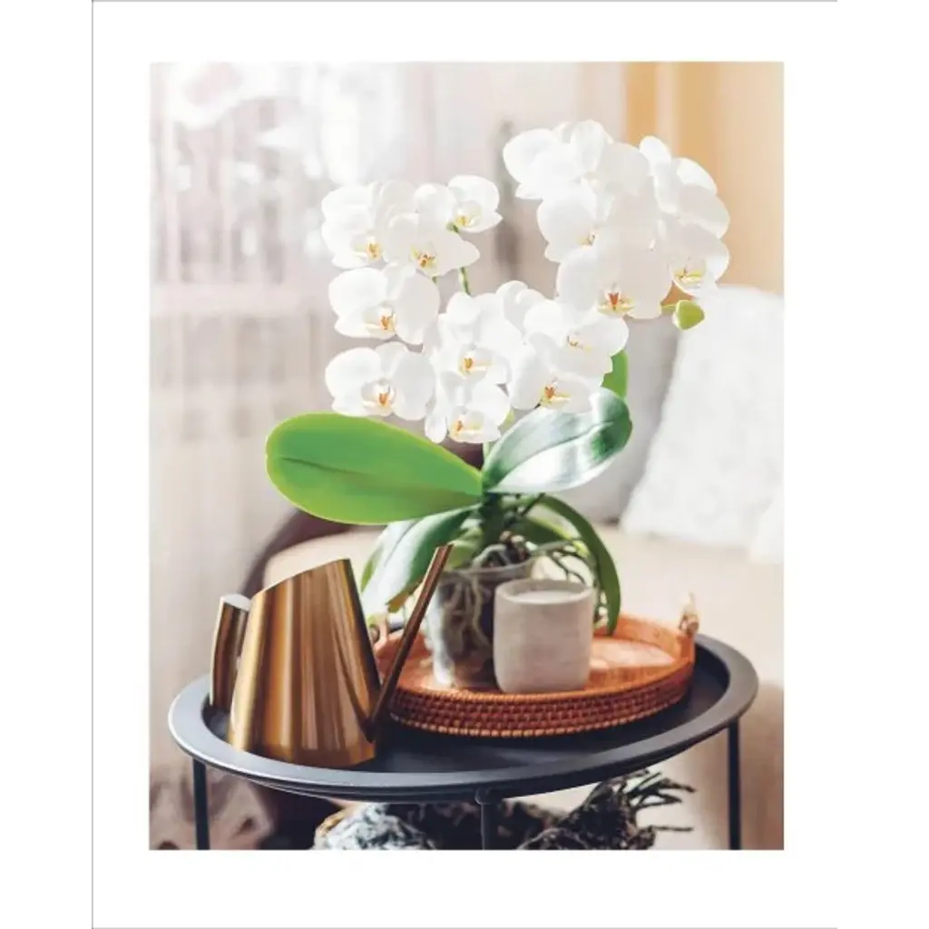 Grow Orchids. Essential Know-how and Expert Advice for Gardening Success - Andrew Mikolajski