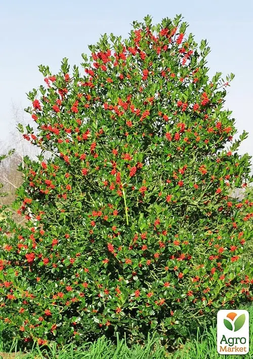Саженец Agro-Market Падуб остролистный (Ilex aquifolium) вазон Р9 (178885) - фото 2