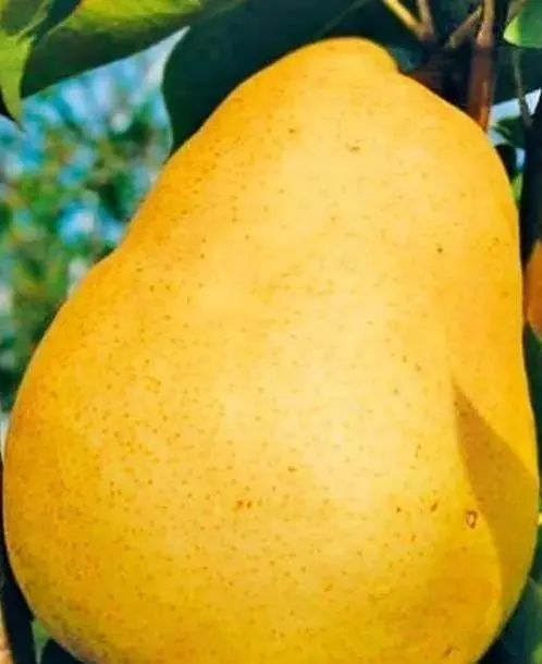 Саженец Agro-Market Груша Далисан (осенний сорт, средний срок созревания) (39856) 1 шт. в упаковке - фото 3