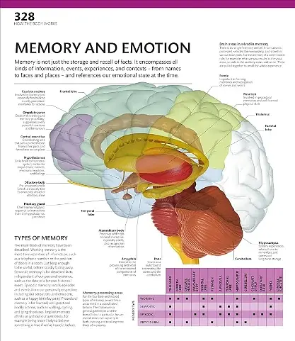 The Definitive Visual Guide: Complete Human Body - фото 9