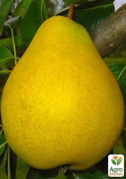Саджанець Agro-Market Груша Далісан (осінній сорт, середній термін дозрівання) 1 шт. в упаковці (39856) - фото 2