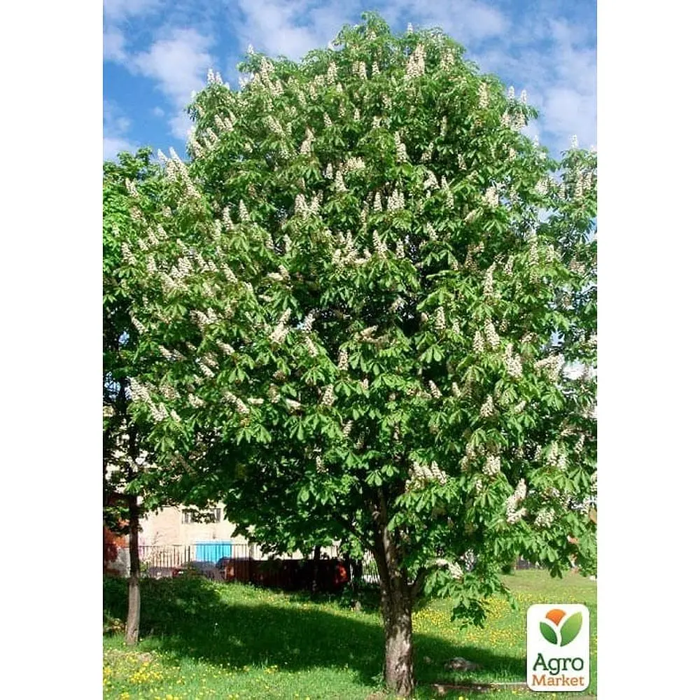 Саженец Agro-Market Каштан конский Aesculus (красиво цветущее дерево) (120914) - фото 3