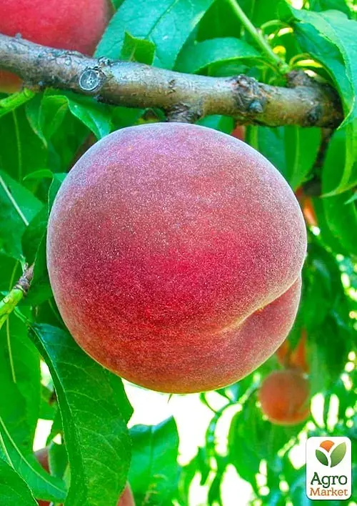 Саджанець Agro-Market Персик Даймонд принцес (великоплідний, середньопізній термін дозрівання) 1 шт. в упаковці (180473) - фото 2