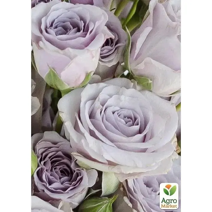 Троянда чайно-гібридна Agro-Market Boyfriend саджанець класу АА+ вищий сорт 1 шт. в упаковці (37166) - фото 2