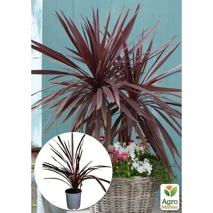 Саженец Agro-Market Кордилина Red Star (высота 40-60 см) (112426) из Нидерландов 1 шт. в упаковке - фото 3