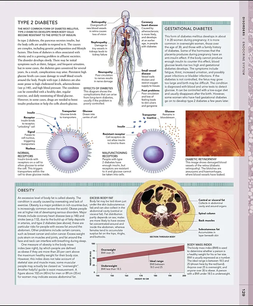 The Human Body Book - фото 7