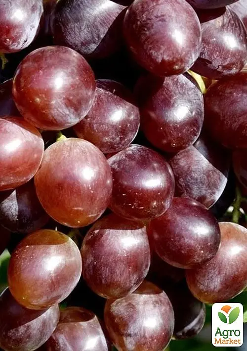 Саджанець Agro-Market Виноград Альтаїр (надранній термін дозрівання) 1 шт. в пакуванні (155223) - фото 2