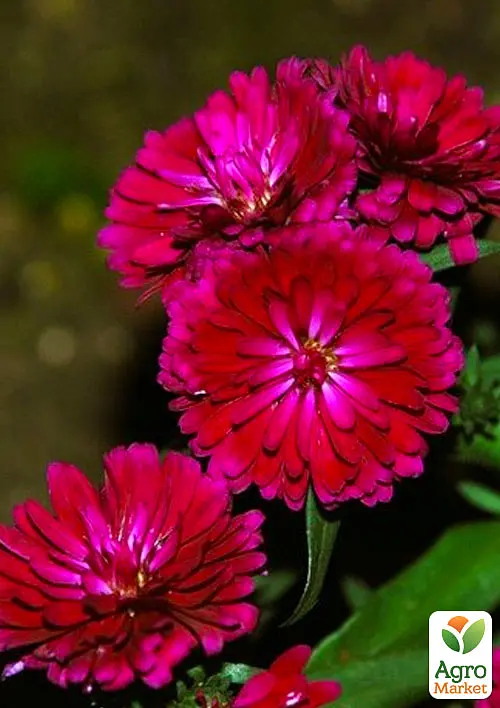Саженец Agro-Market Астра ново-бельгийская Royal Ruby (С1,5 высота 20-30см) (106879) - фото 3
