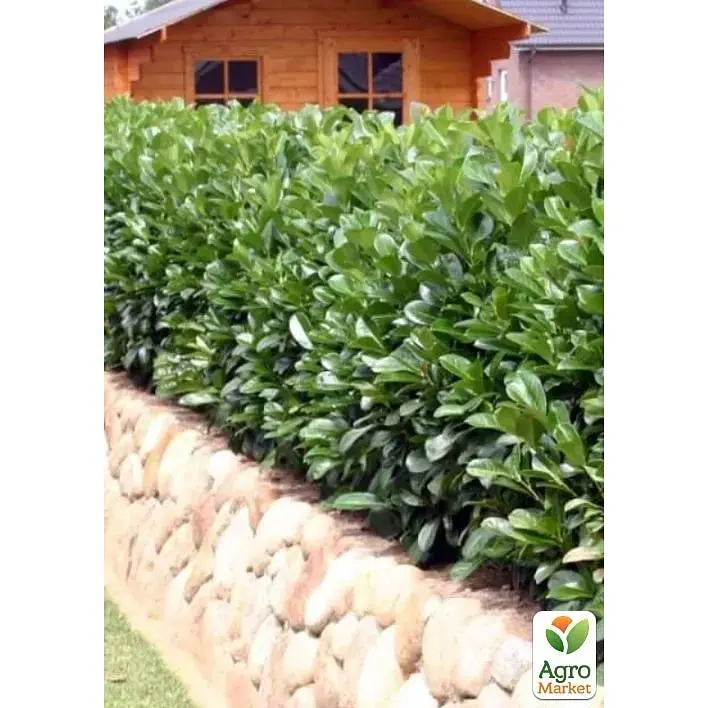 Лавровая декоративная Agro-Market Otto Supreme вазон С4 (185105) 1 саженец в упаковке Нидерланды - фото 3