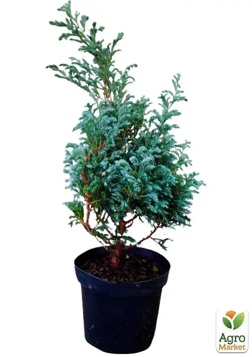 Саженец Agro-Market Кипарисовик горохоплодный Boulevard S3 высота 20-30 см 1 шт. в упаковке (62740) - фото 3