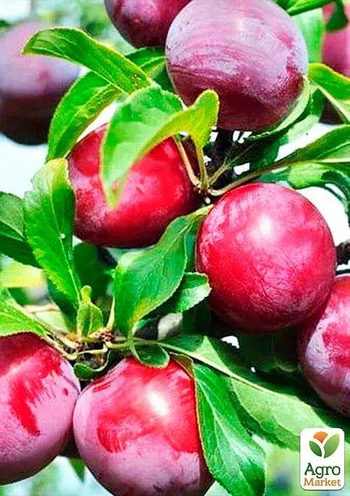 Саженец Agro-Market Слива Оцарк Премьер (летний сорт, среднеспелый срок созревания) 1 шт. в упаковке (25929) - фото 2