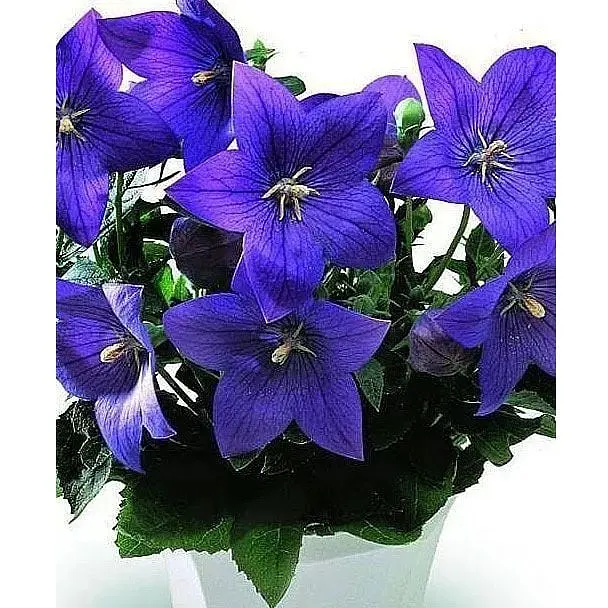 Цибулина Agro-Market Широкодзвоник (platycodon) Grandiflorus Mariesii (23581) 1 шт. - фото 3