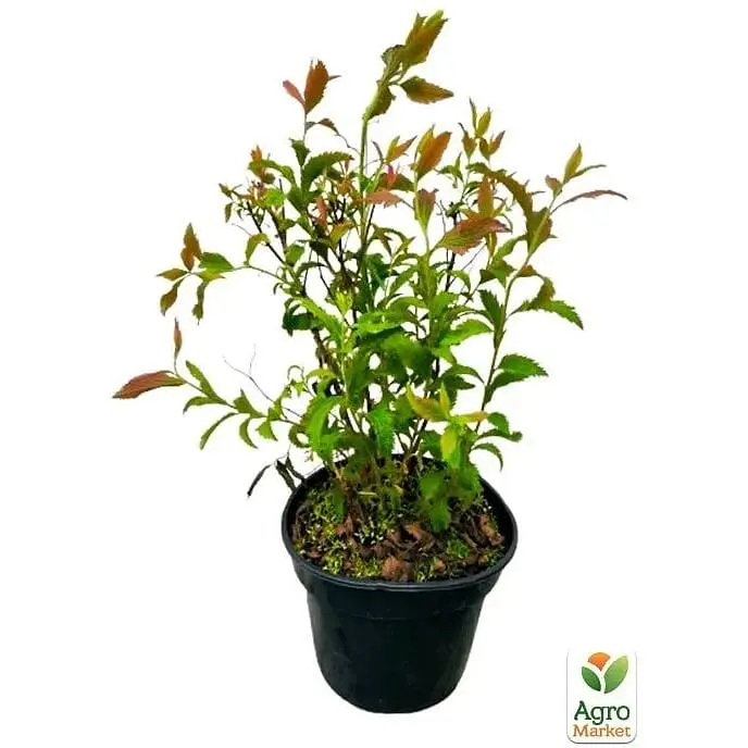 Саженец Agro-Market Спирея японская 2-х летняя Crispa вазон С2 высота 20-40 см (176846) 1 шт. в упаковке - фото 3
