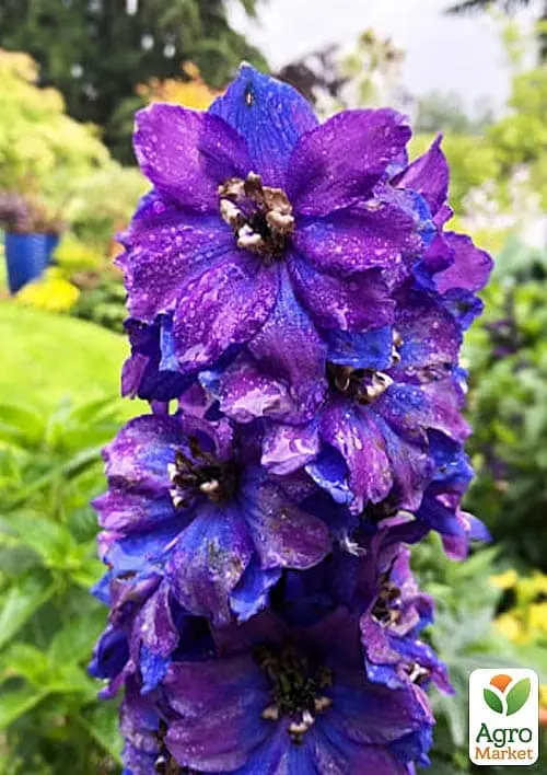 Саженец Agro-Market Дельфиниум гибридный Dark Blue Dark Bee (182204) - фото 3